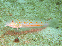 Valenciennea puellaris