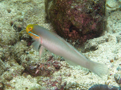 Valenciennea strigata