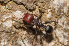 Atopomyrmex