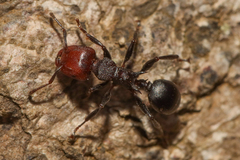 Atopomyrmex