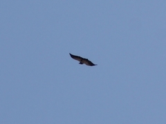 Geranoaetus melanoleucus australis