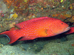 Variola albimarginata