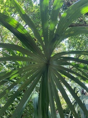 Sabal mauritiiformis