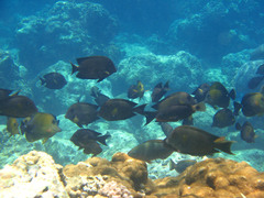 Zebrasoma scopas