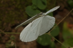 Leptosia