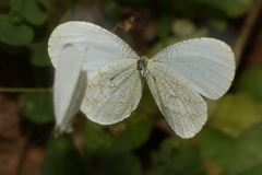 Leptosia