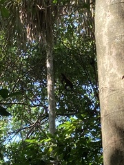 Alouatta seniculus
