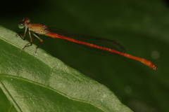 Ceriagrion