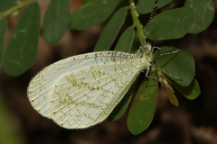 Leptosia