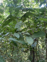 Capparidastrum frondosum