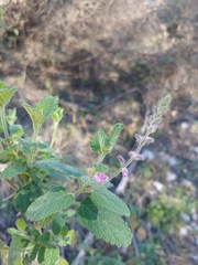 Aloysia macrostachya