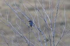 Aphelocoma woodhouseii woodhouseii