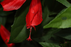 Malvaviscus penduliflorus