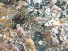 Parablennius parvicornis