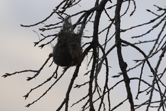 Icterus bullockii bullockii