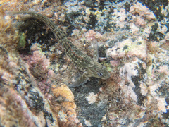 Parablennius parvicornis