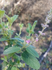 Aloysia macrostachya