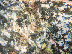Parablennius parvicornis