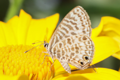 Leptotes