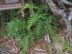 Parablechnum cordatum