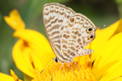 Leptotes