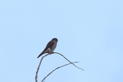 Falco sparverius sparverius