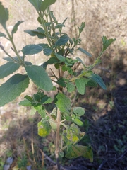 Aloysia macrostachya