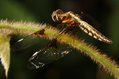 Palpopleura