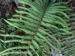 Parablechnum cordatum