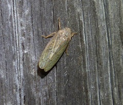 Ponana rubida