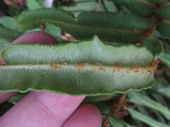 Parablechnum cordatum