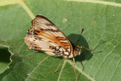 Junonia sophia