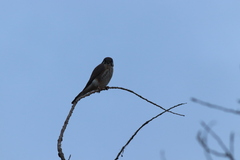 Falco sparverius sparverius