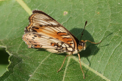 Junonia sophia