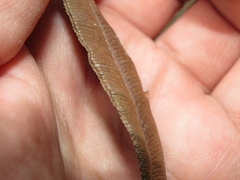 Parablechnum cordatum