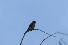 Falco sparverius sparverius