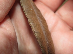 Parablechnum cordatum