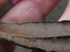 Parablechnum cordatum