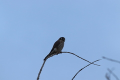 Falco sparverius sparverius