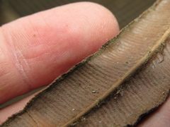 Parablechnum cordatum