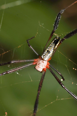 Trichonephila fenestrata