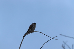 Falco sparverius sparverius