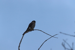 Falco sparverius sparverius
