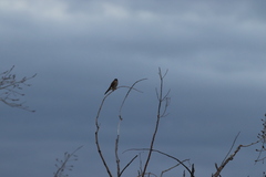 Falco sparverius sparverius