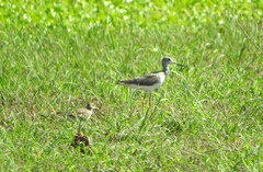 Calidris fuscicollis