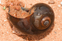 Ampullariinae