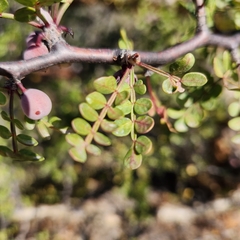 Bursera exequielii