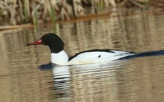 Mergus merganser americanus
