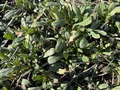 Buglossoides arvensis