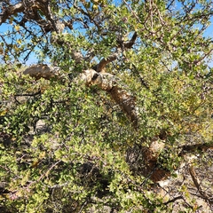 Bursera exequielii